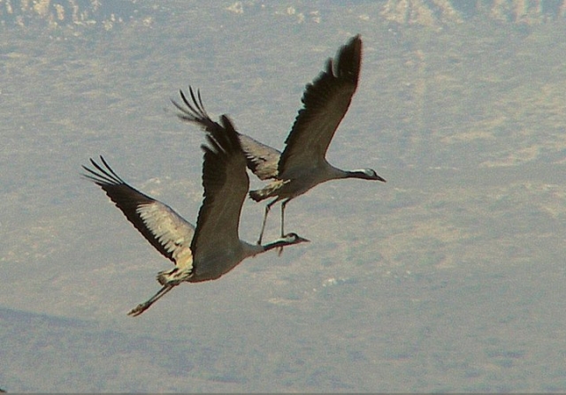 grullas de las tablas de daimiel